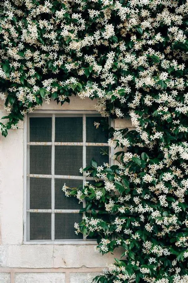 Jasmine_Flowering_Live_Plant_For_Shrub/Bush/Home_Decoration_&_Gardening_Beautiful_Jasmine/Rat_Ki_Rani_Flower_Plant_Age1.5_Years_Suitable_For_Outdoor__(Pack_Of_1)