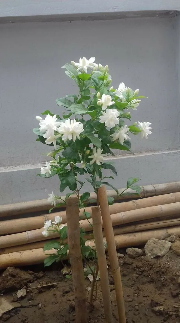 Mogra/Arabian_Jasmine_Live_Flowering_Plant_(1.5-3.5_Ft_Height)
