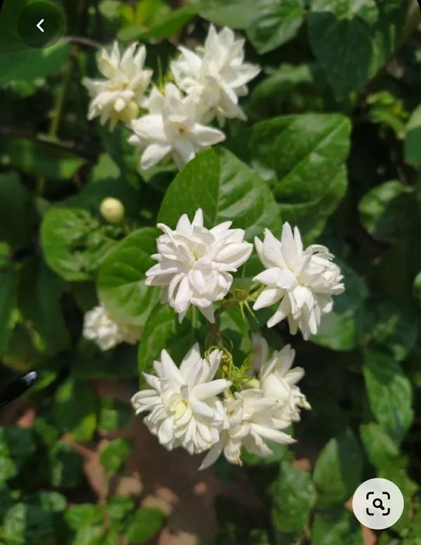 Mogra/Arabian_Jasmine_Live_Flowering_Plant_(1.5-3.5_Ft_Height)