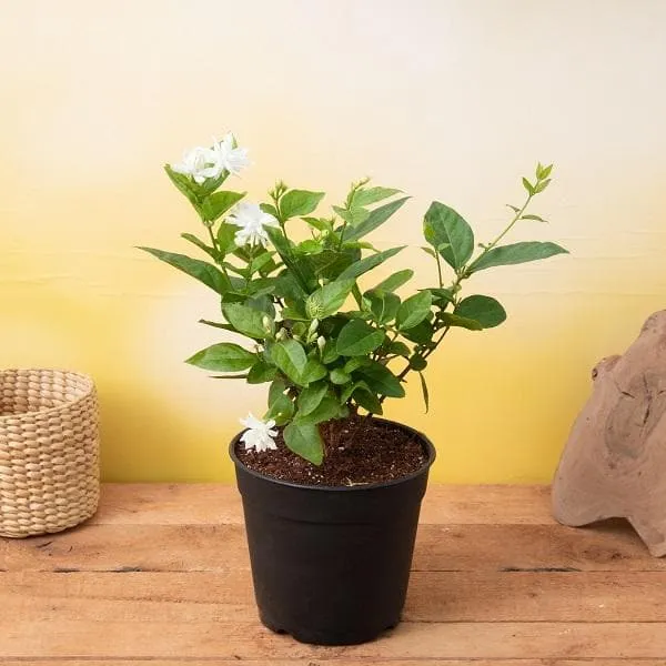 Mogra/Arabian_Jasmine_Live_Flowering_Plant_(1.5-3.5_Ft_Height)