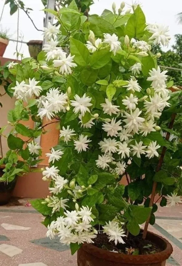 Mogra/Arabian_Jasmine_Live_Flowering_Plant_(1.5-3.5_Ft_Height)