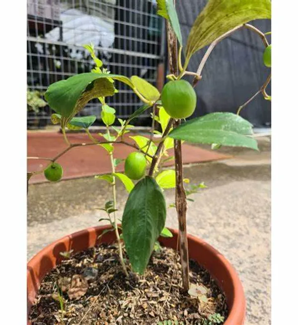 Thai_Hybrid_Jujubee_Gola_Fruit_Plant_Grafted,