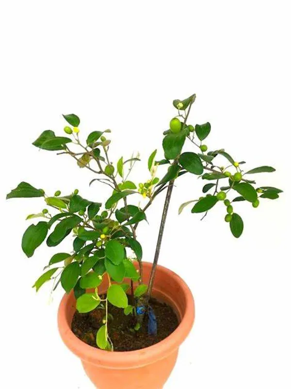Thai_Hybrid_Jujubee_Gola_Fruit_Plant_Grafted,