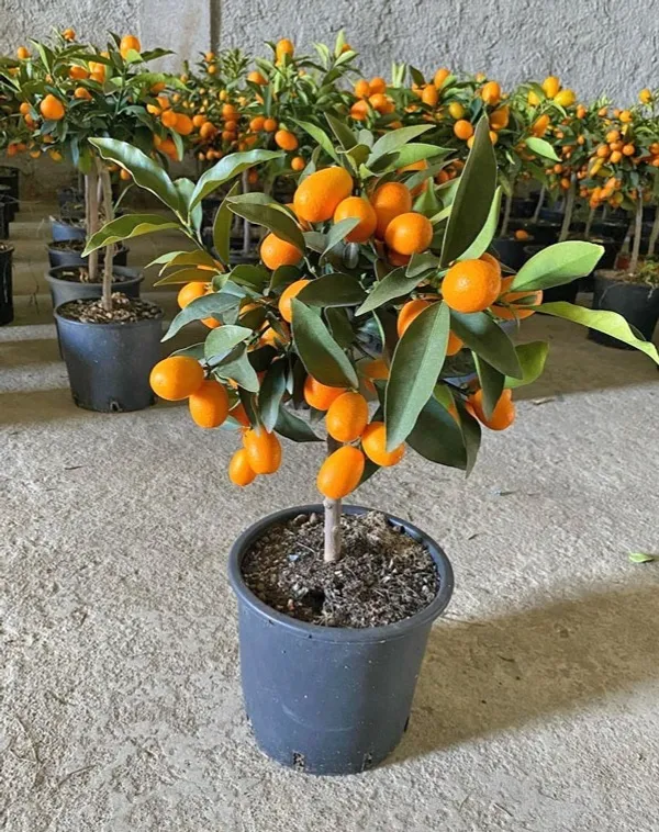 Kamquat_Dwarf_Variety_Lemon_Fruit_Plant_&_Tree_For_Your_Sweet_Home_Gardening_(1.5-3.5_Ft_Plant_Hight)_Kamquat_2_Years_Old_Live_Plant_(Pack_Of_1)