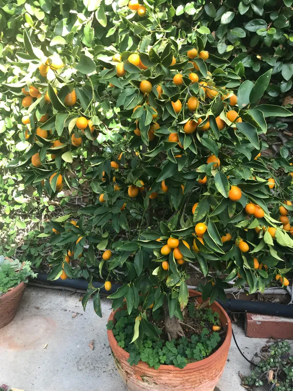 Kamquat_Dwarf_Variety_Lemon_Fruit_Plant_&_Tree_For_Your_Sweet_Home_Gardening_(1.5-3.5_Ft_Plant_Hight)_Kamquat_2_Years_Old_Live_Plant_(Pack_Of_1)