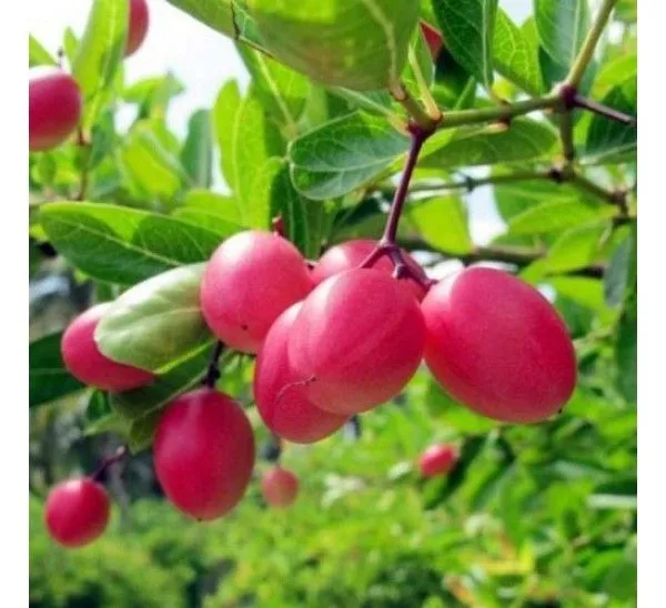 Karonda,_Carissa_Carandas_??Fruit_Plant