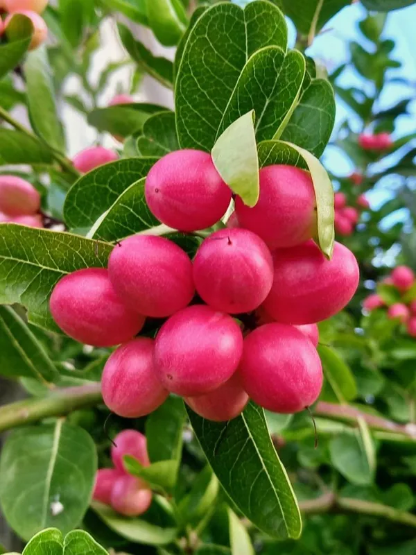 Karonda,_Carissa_Carandas_??Fruit_Plant