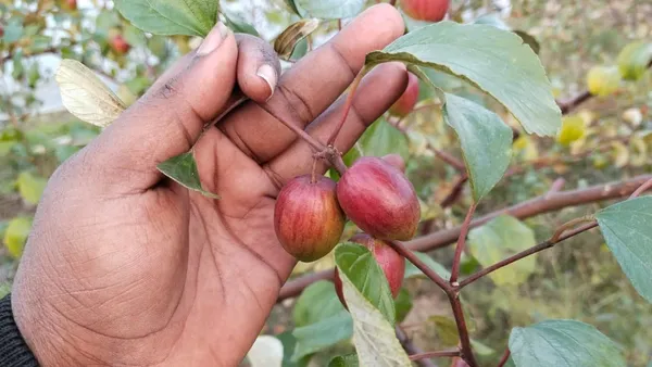 Kashmiri_Ber_Apple_(Grafted)_Fruit_Plant_&_Tree_(1.5-3.5_Ft_Hight)_For_Sweet_Home_Garden_(Hybrid,_Pack_Of_1)