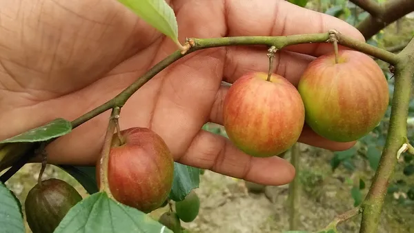 Kashmiri_Ber_Apple_(Grafted)_Fruit_Plant_&_Tree_(1.5-3.5_Ft_Hight)_For_Sweet_Home_Garden_(Hybrid,_Pack_Of_1)