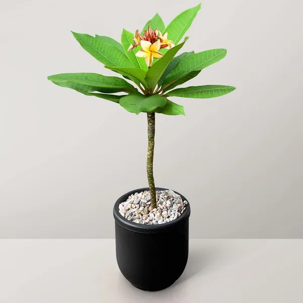 Katchapa_Live_Flower_Plant_&_Tree_(1.5-3.5_Ft_Hight)_For_Home_Gardening_Well_Watered_Plumeria/Katchapa_Flowering_Plant_(Hybrid,_Pack_Of_1)