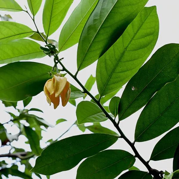 Kathalia_Champa_Flower_(Ylang_Ylang_Vine,_Tail_grape)_Plant
