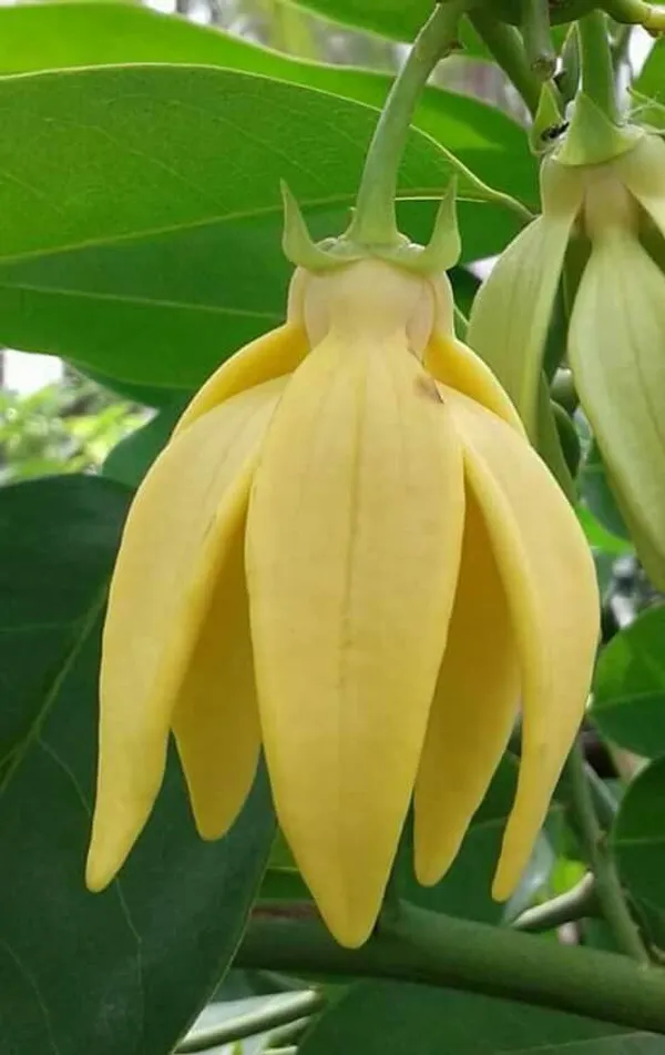 Kathalia_Champa_Flower_(Ylang_Ylang_Vine,_Tail_grape)_Plant