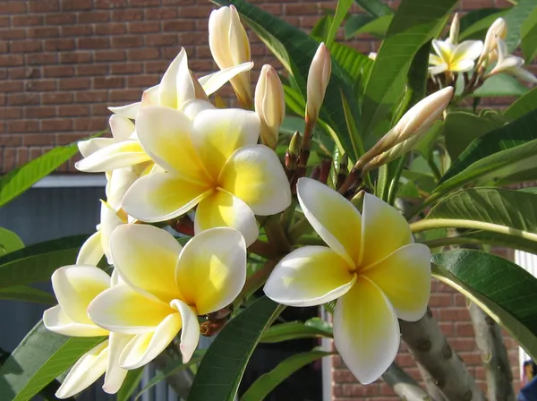 Kathchapa_Bicolor_Flowering_Live_Plant_&_Tree_(1.5-3.5_Ft_Hight)_Well_Watered_Kathchapa/Kathgolap_Pack_Of_1_Healthy_Flower_Plant_For_Home_Decoration_&_Garden