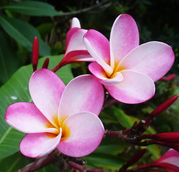 Kathchapa/Kathgolap/Plumeria_Multicolor_Live_Flowering_Plant_&_Tree_(1.5-3.5_Ft_Hight)_For_Sweet_Garden_Kathchapa_Pack_Of_1_Healthy_Flower_Plant