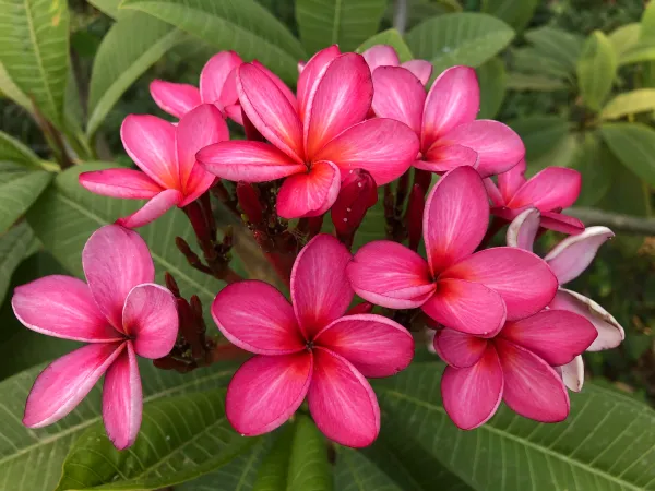 Kathchapa_Live_Flower_Plant_&_Tree_(1.5-3.5_Ft_Hight)_For_Home_Gardening_Plumeria_(Pink)_Flowering_Plant_(Hybrid,_Pack_Of_1)