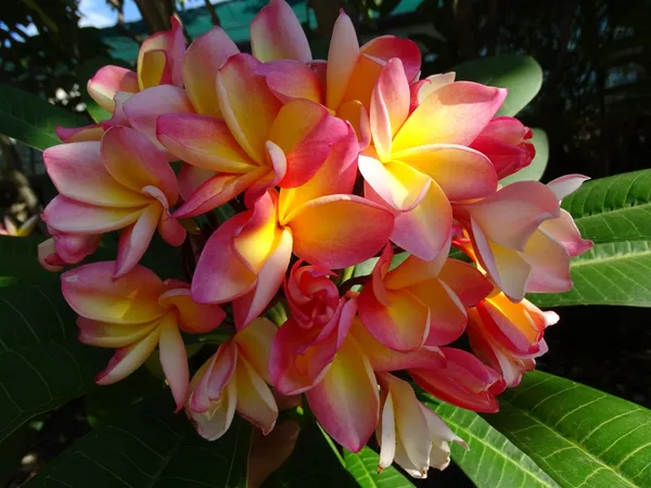 Kathchapa/Plumeria_Flowering_Live_Plant_&_Tree_For_Home_Garden_(1.5-3.5_Ft_Hight)_Plumeria_Pack_Of_1_Healthy_Flower_Plant