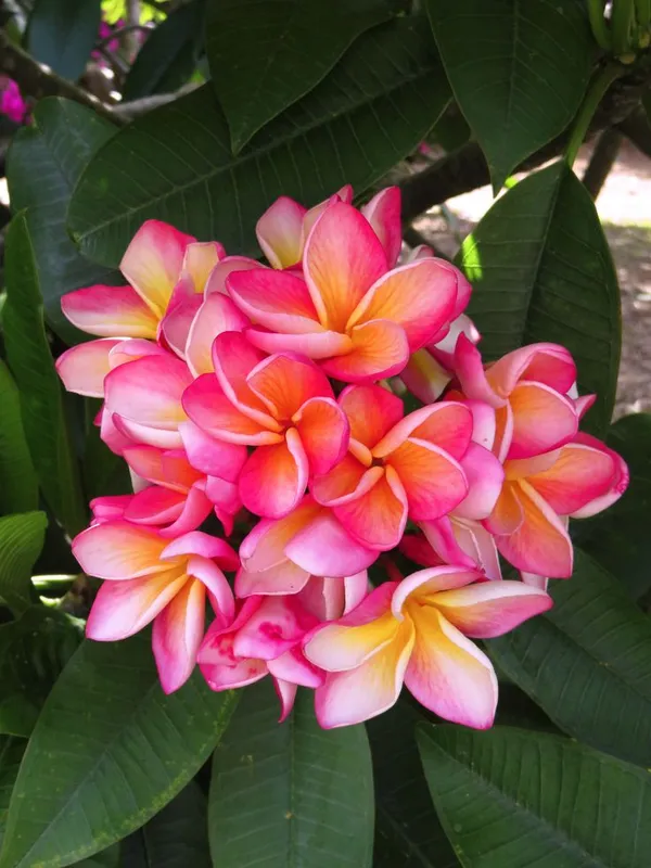 Kathchapa/Plumeria_Flowering_Live_Plant_&_Tree_For_Home_Garden_(1.5-3.5_Ft_Hight)_Plumeria_Pack_Of_1_Healthy_Flower_Plant