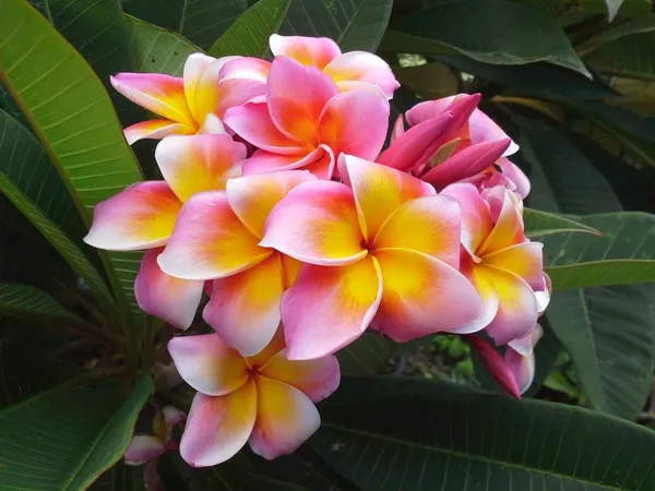 Kathchapa/Plumeria_Flowering_Live_Plant_&_Tree_For_Home_Garden_(1.5-3.5_Ft_Hight)_Plumeria_Pack_Of_1_Healthy_Flower_Plant