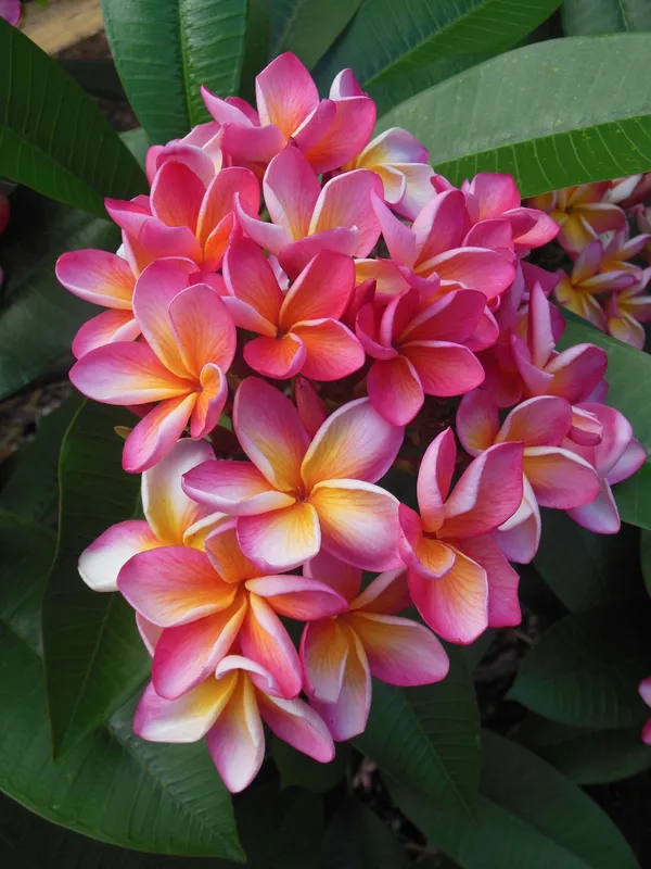 Kathchapa/Plumeria_Flowering_Live_Plant_&_Tree_For_Home_Garden_(1.5-3.5_Ft_Hight)_Plumeria_Pack_Of_1_Healthy_Flower_Plant