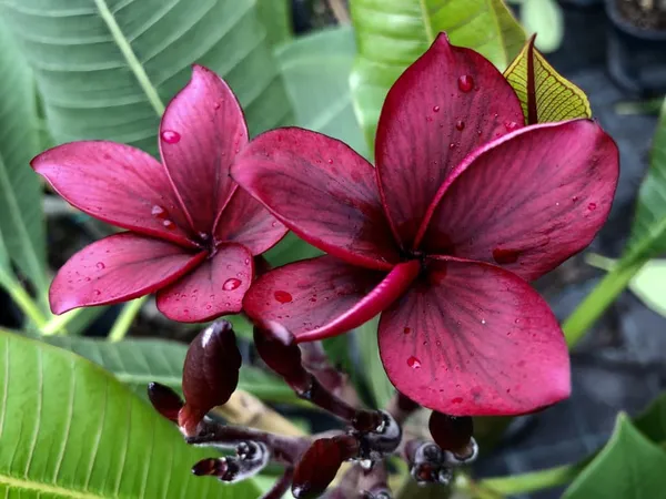 Kathchapa/Plumeria_(Maroon)_Flowering_Plant_&_Tree_(1.5-3.5_Ft_Hight)_For_Sweet_Home_Garden_(Hybrid,_Pack_Of_1)