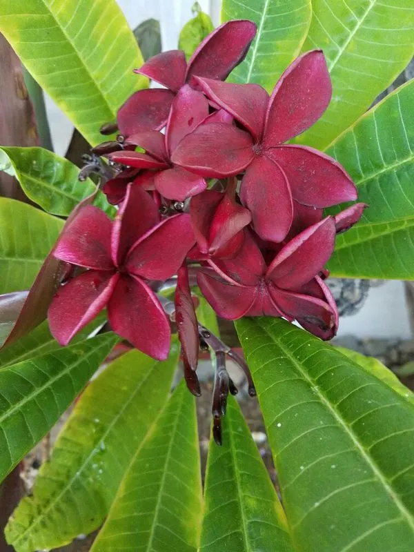 Kathchapa/Plumeria_(Maroon)_Flowering_Plant_&_Tree_(1.5-3.5_Ft_Hight)_For_Sweet_Home_Garden_(Hybrid,_Pack_Of_1)