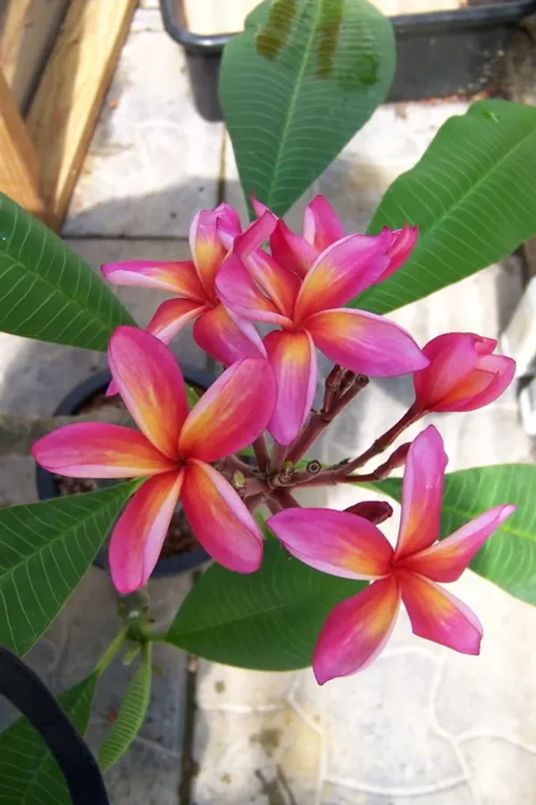 Kathchapa_(Deep_Pink)_Flowering_Live_Plant_&_Tree_(1.5-3.5_Ft_Hight)_For_Home_Gardening_(Hybrid,_Pack_Of_1)