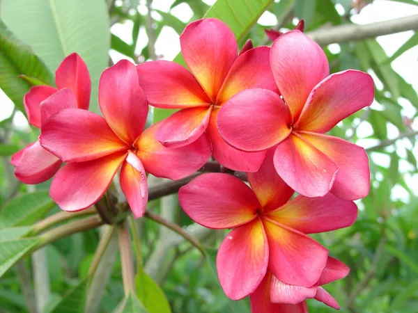 Kathchapa_(Deep_Pink)_Flowering_Live_Plant_&_Tree_(1.5-3.5_Ft_Hight)_For_Home_Gardening_(Hybrid,_Pack_Of_1)