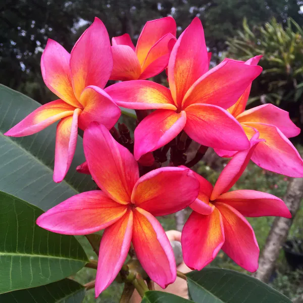 Kathchapa_(Deep_Pink)_Flowering_Live_Plant_&_Tree_(1.5-3.5_Ft_Hight)_For_Home_Gardening_(Hybrid,_Pack_Of_1)