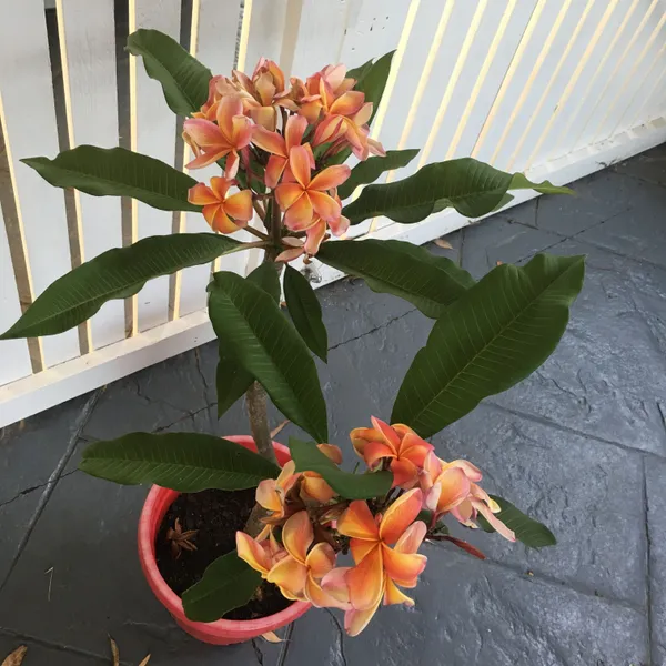 Kathchapa_(Orange)_Flowering_Plant_&_Tree_(1.5-3.5_Ft_Hight)_For_Sweet_Home_Garden_(Hybrid,_Pack_Of_1)