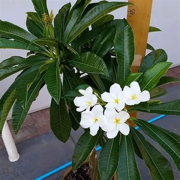Kathchapa_(White)_Flowering_Live_Plant_&_Tree_For_Home_Garden_Well_Watered_Kathgolap/Plumeria_Hybrid_Flower_Plant_(1.5-3.5_Ft_Hight)_Pack_Of_1