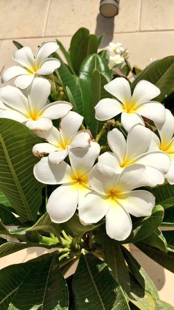 Kathchapa_(White)_Flowering_Live_Plant_&_Tree_For_Home_Garden_Well_Watered_Kathgolap/Plumeria_Hybrid_Flower_Plant_(1.5-3.5_Ft_Hight)_Pack_Of_1