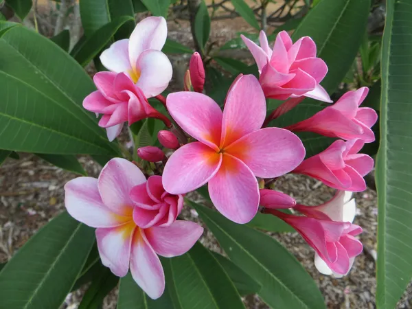 Kathchapa/kathgolap/Plumeria_(White_&_Pink)_Flowering_Live_Plant_&_Tree_For_Sweet_Home_Garden_(Hybrid,_Pack_Of_1)