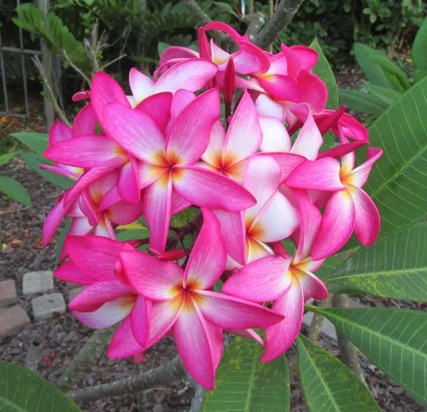 Kathchapa/kathgolap/Plumeria_(White_&_Pink)_Flowering_Live_Plant_&_Tree_For_Sweet_Home_Garden_(Hybrid,_Pack_Of_1)