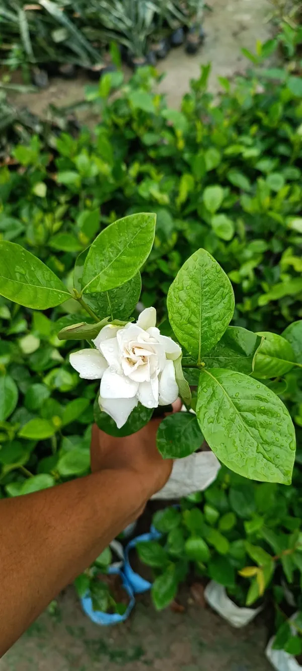 Gardenia_Jasmine_Flower_plant