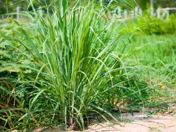 Lemon_Grass_Live_Plant