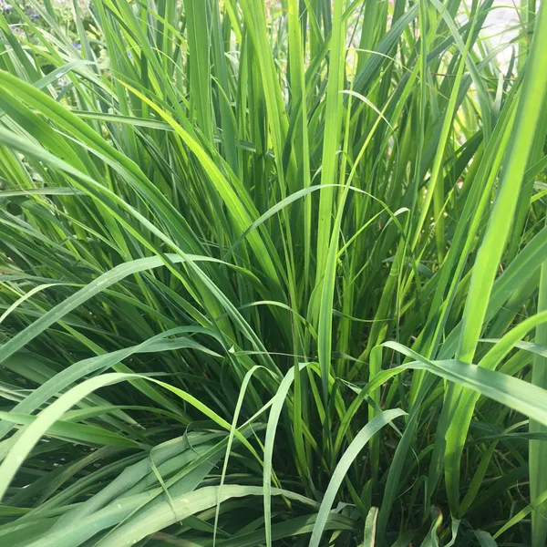 Lemon_Grass_Live_Plant