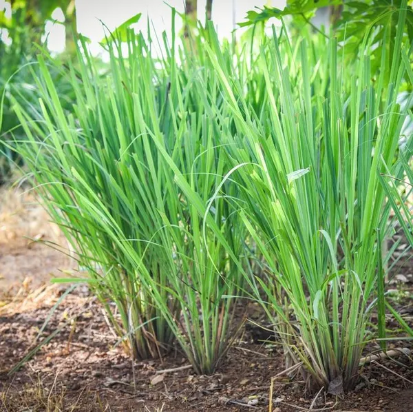 Lemon_Grass