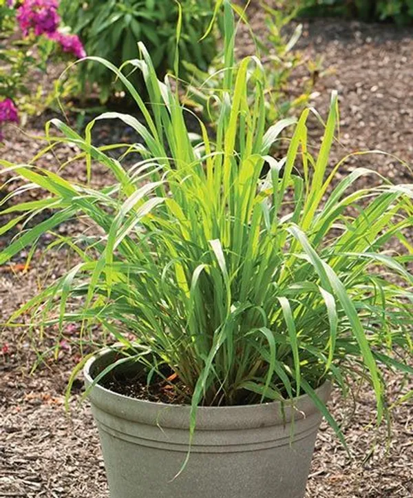Lemon_Grass