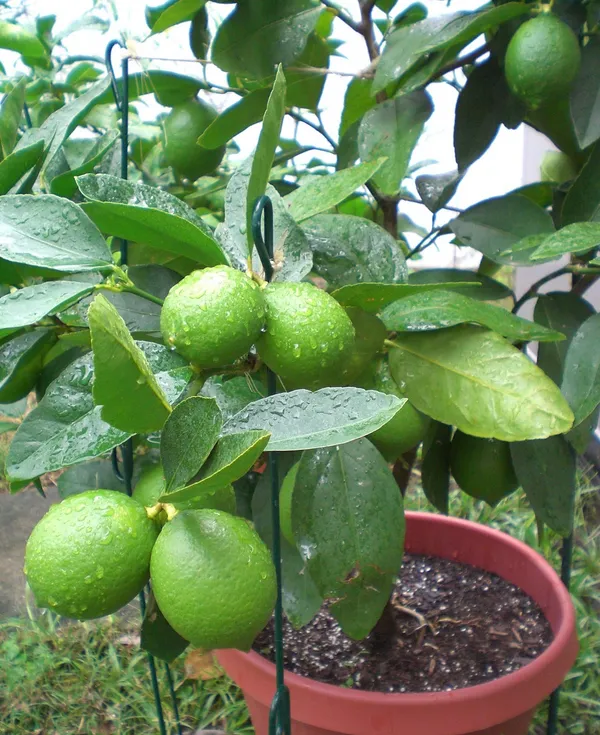 Lemon_Hybrid_Fruit_Plant_&_Tree_For_Home_Gardening_(1.5-3.5_Ft_Hight)_Pack_Of_1