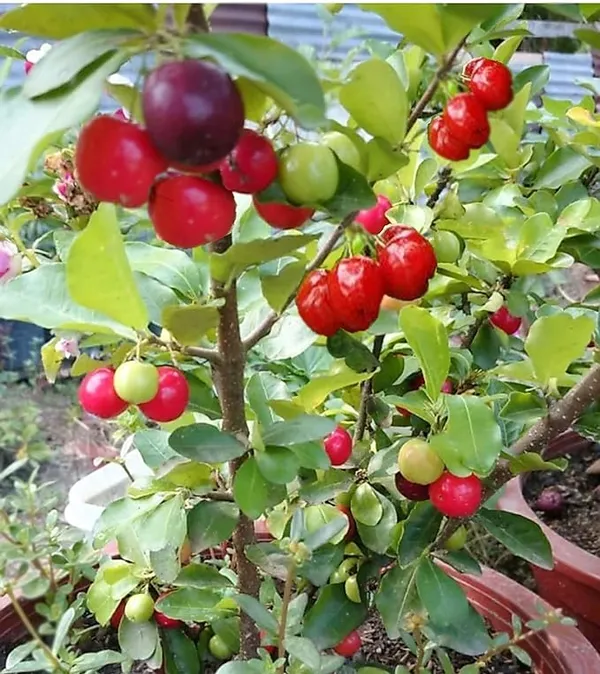 Live_Sweet_and_Sour_Barbados_Cherry_Fruit_Plant