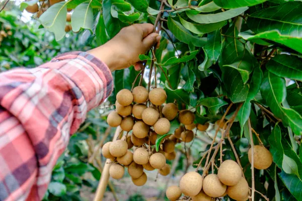 Australian_Hybrid_&_Healthy_Longon_Live_Fruit_Plant_&_Tree_(1.5-3.5_Ft_Hight)_For_Home_Gardening_(Pack_Of_1)