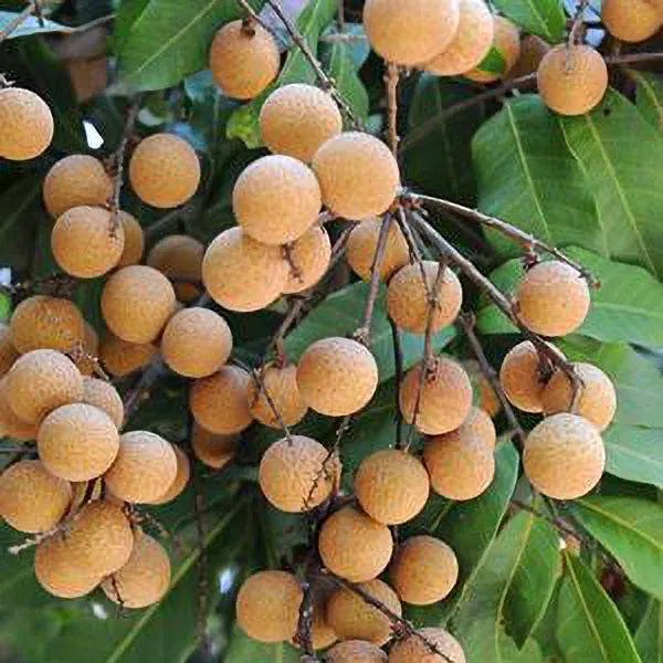 Australian_Hybrid_&_Healthy_Longon_Live_Fruit_Plant_&_Tree_(1.5-3.5_Ft_Hight)_For_Home_Gardening_(Pack_Of_1)