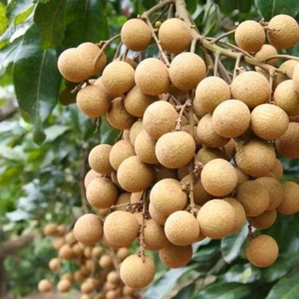 Australian_Hybrid_&_Healthy_Longon_Live_Fruit_Plant_&_Tree_(1.5-3.5_Ft_Hight)_For_Home_Gardening_(Pack_Of_1)