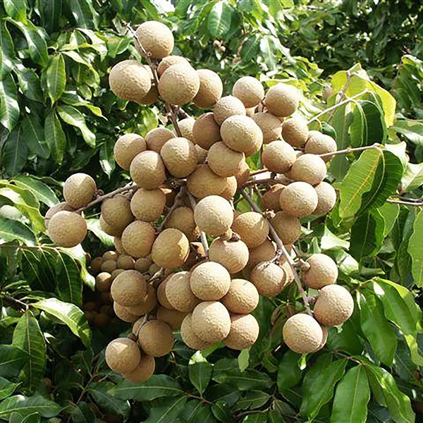 Australian_Hybrid_&_Healthy_Longon_Live_Fruit_Plant_&_Tree_(1.5-3.5_Ft_Hight)_For_Home_Gardening_(Pack_Of_1)