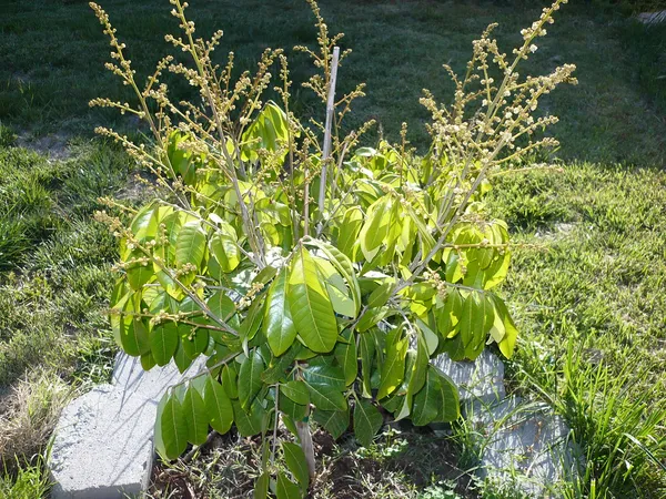 Australian_Hybrid_&_Healthy_Longon_Live_Fruit_Plant_&_Tree_(1.5-3.5_Ft_Hight)_For_Home_Gardening_(Pack_Of_1)