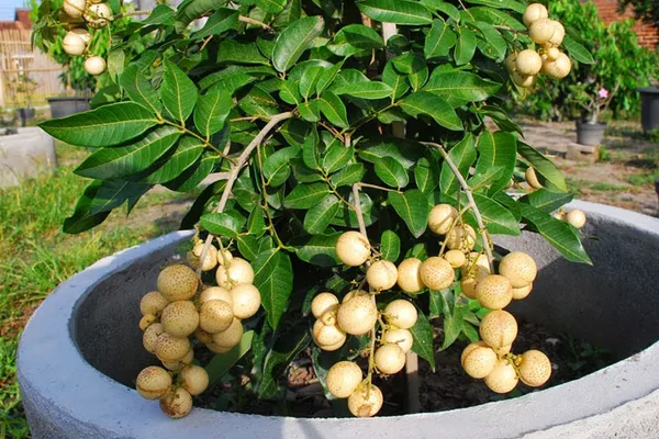 Australian_Hybrid_&_Healthy_Longon_Live_Fruit_Plant_&_Tree_(1.5-3.5_Ft_Hight)_For_Home_Gardening_(Pack_Of_1)