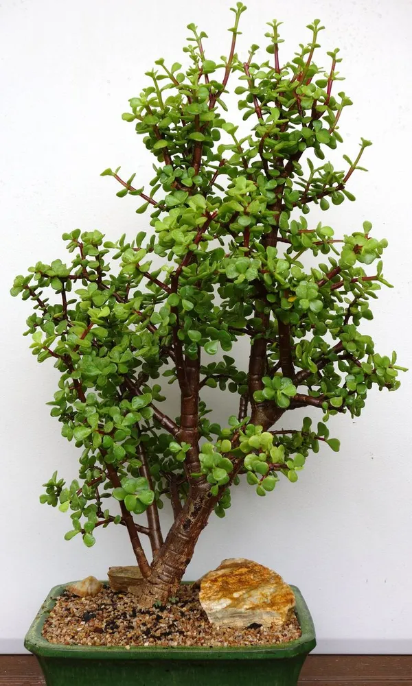 Lucky_Jade_Plant