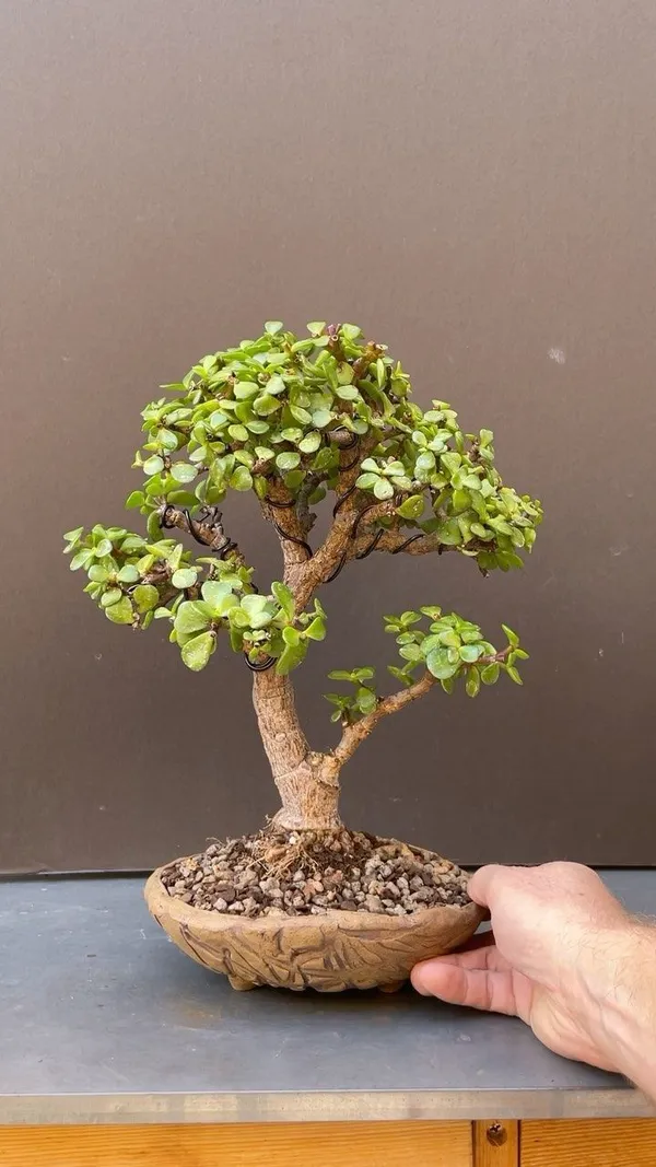 Lucky_Jade_Plant