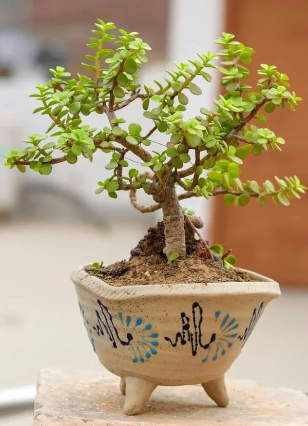 Lucky_Jade_Plant