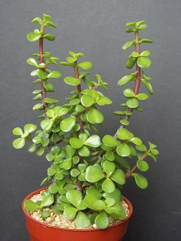 Lucky_Jade_Plant